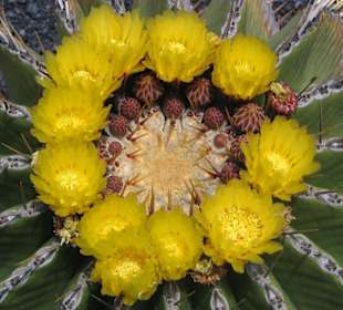 Stachelige Schönheit