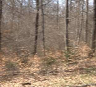 Waldkulturerbe Neuweiler Viehweide