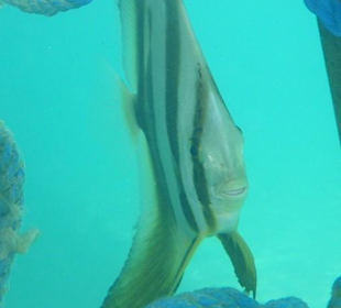 Die Fledermausfische leben unter dem Steg 