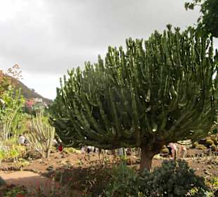  Botanischer Garten Jardin Canario
