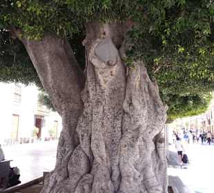 Gewaltige Stämme der ind. Ficusbäume