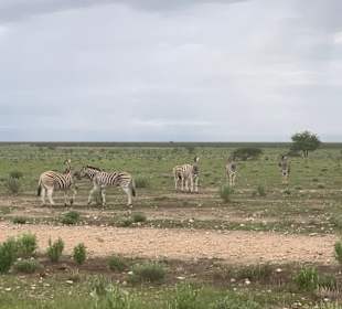 Etosha Park Tier