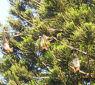 Hoch oben hängen die Flughunde