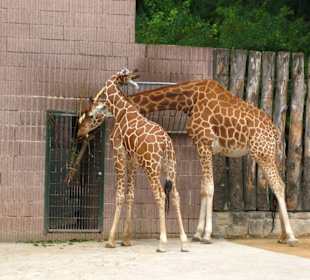 Die Giraffen