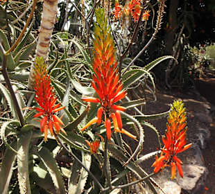 Oasispark - Kakteengarten - Juli 2015