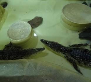 Kleines Aquarium von El Gouna