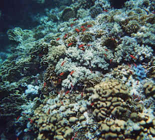 Tolles Riff, direkt am Steg 