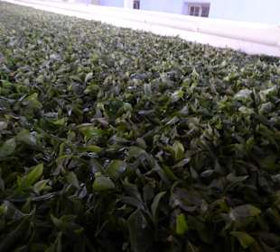 Teefabrik Puttabong Tea Estate