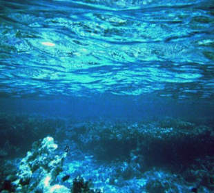 Nocheinmal zwischen Riff und Wasseroberfläche