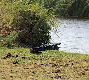 Krokodil im Bundala Nationalpark