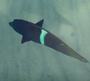 Spiegelfleck-Lippfisch