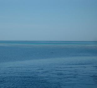 Die Delfine sind im Anmarsch