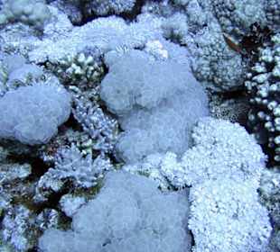 Nurkowanie w Sharm el Sheikh - podwodne życie