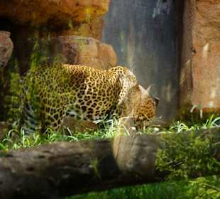 Schöner Stadt Zoo Fuengirola