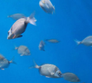 Palma Aquarium