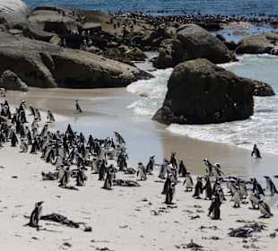 Pinguinstrand