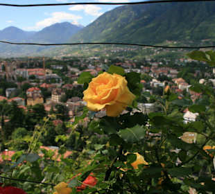 Rosen am Tappeinerweg
