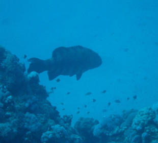 Unterwassereindrücke