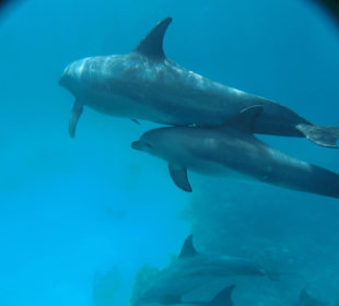 Delfinausflug mit Mo