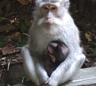 Affenwald / Monkey Forest