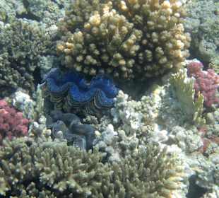 Unter Wasser, am Riff. 