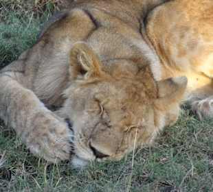 Junger Löwe beim ausruhen
