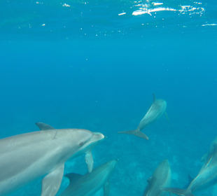 Delfinschwimmen Delfine & Meer