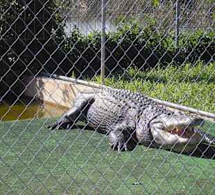 Krokodil im Gator Park