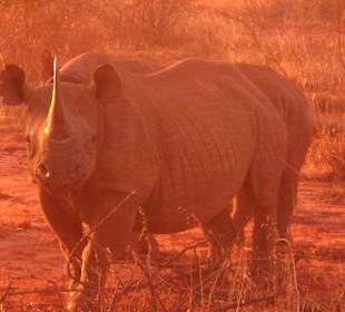 Sehenswertes Spitzmaulnashorn