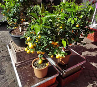 Rundgang über den Bremer Blumenmarkt im Frühling