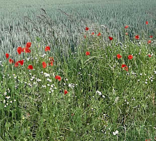 Stadtrundgang Wismar