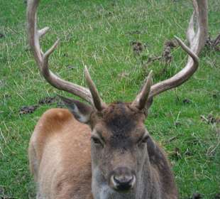 Der hat es uns angetan