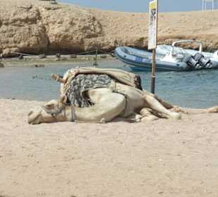 Sharm el Naga