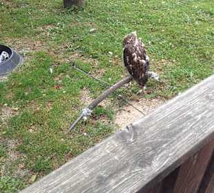 Sie können nicht fiegen die "leine" ist zu kurz