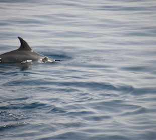 Delphintour mit SimSim