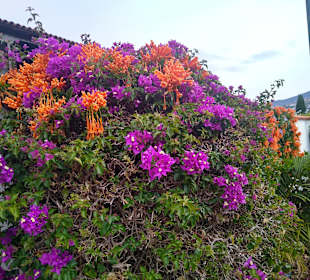 Wandern Puerto de la Cruz