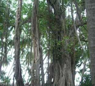 Banian Tree