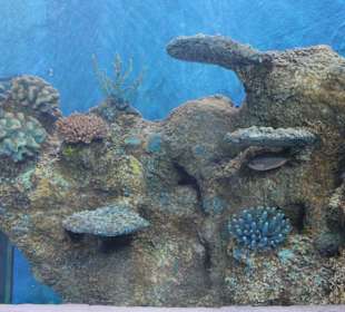 National Aquarium Malta