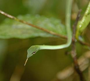 Singharaja Regenwald