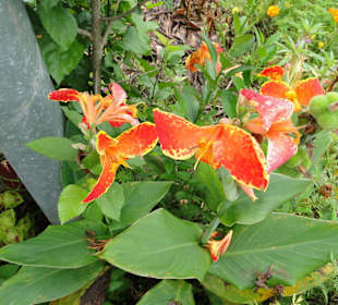 Wildlife Expeditions