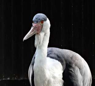 Vogel