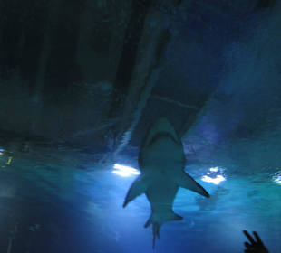 Aquarium / Oceanongrafic