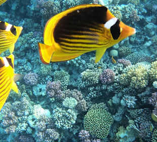 Schnorcheln Soma Bay