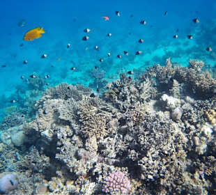 Schnorcheln Hurghada