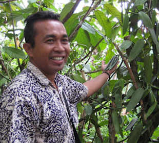 Balinesischen Bauernhof - Kaffee & Gewürze