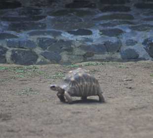 La Vanilla Reserve des Mascareignes