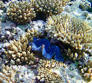 Schnorcheln Makadi Bay