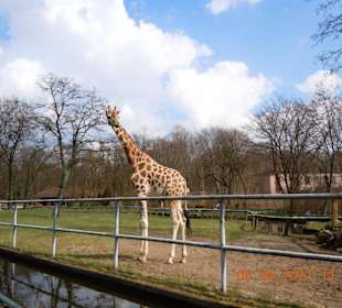Giraffe mit langem Hals