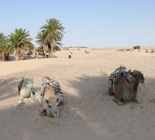 Pause in einer Oase bei Douz / Sahara