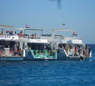 Hier gibt es auch viele Taucher